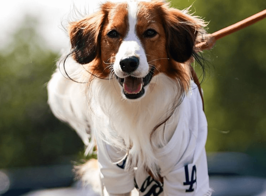 デコピン　犬種　どこの国