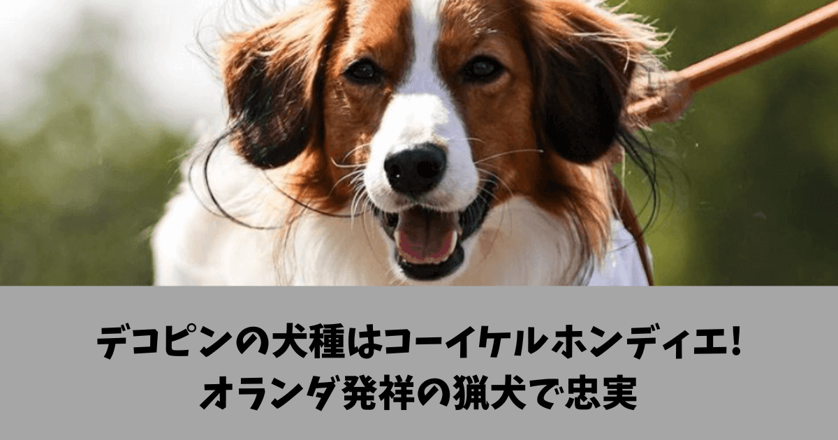 デコピン　犬種　どこの国